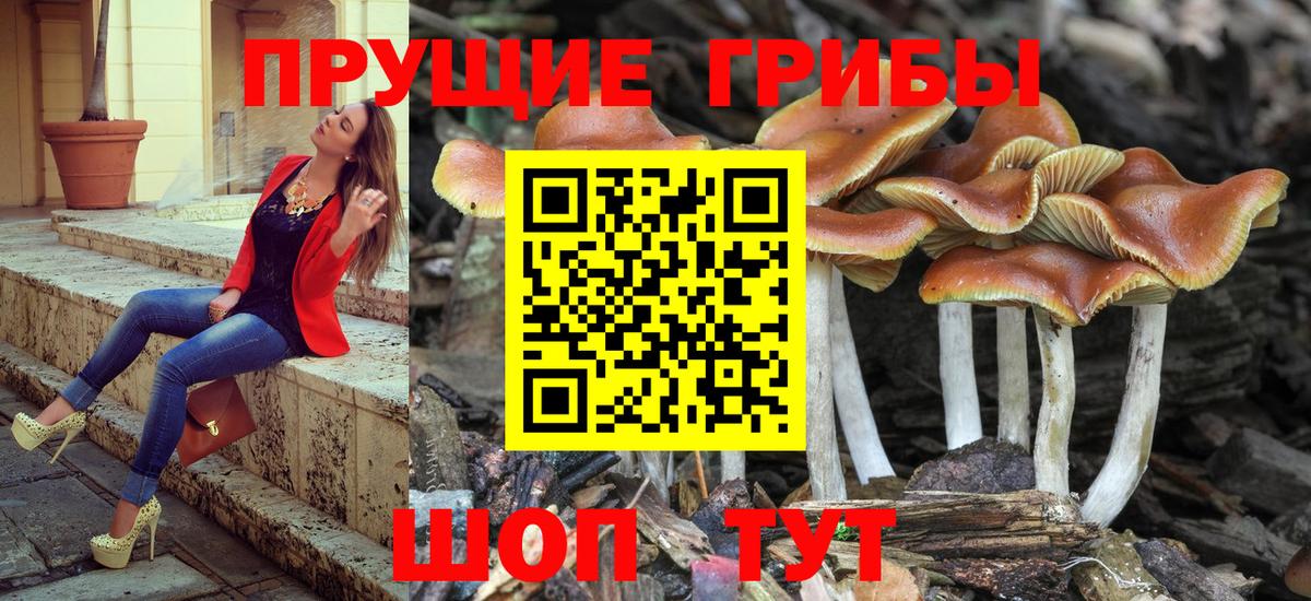 Галлюциногенные грибы Cubensis  Вход с VPN  Новороссийск  Галлюциногенные грибы GOLDEN TEACHER 